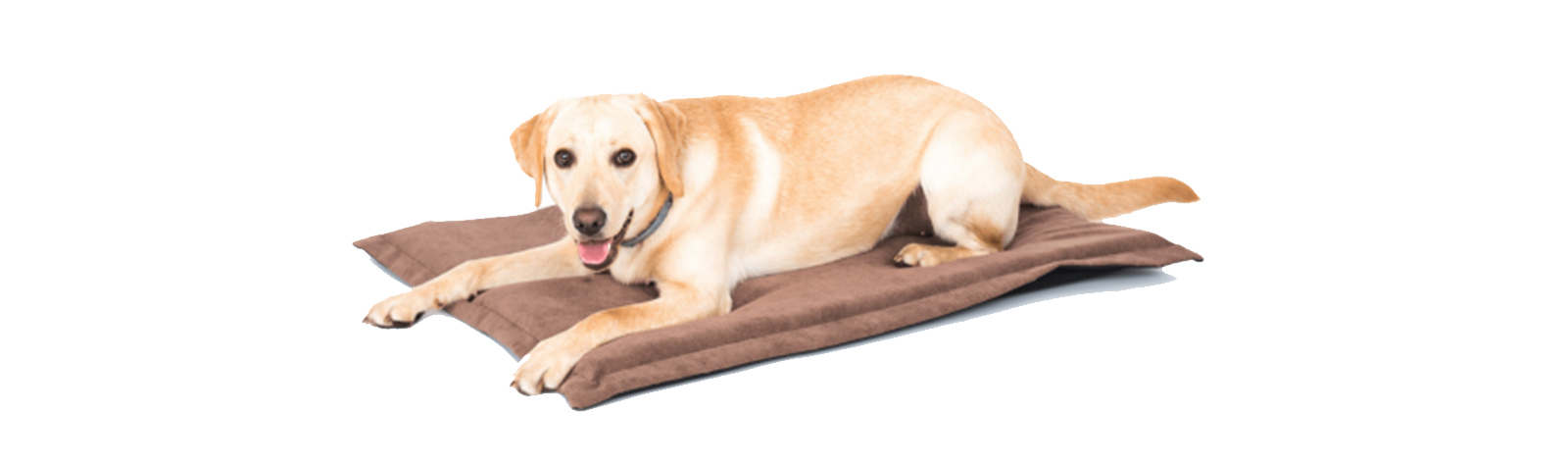 Adopting a dog? Here is what you need for your new buddy