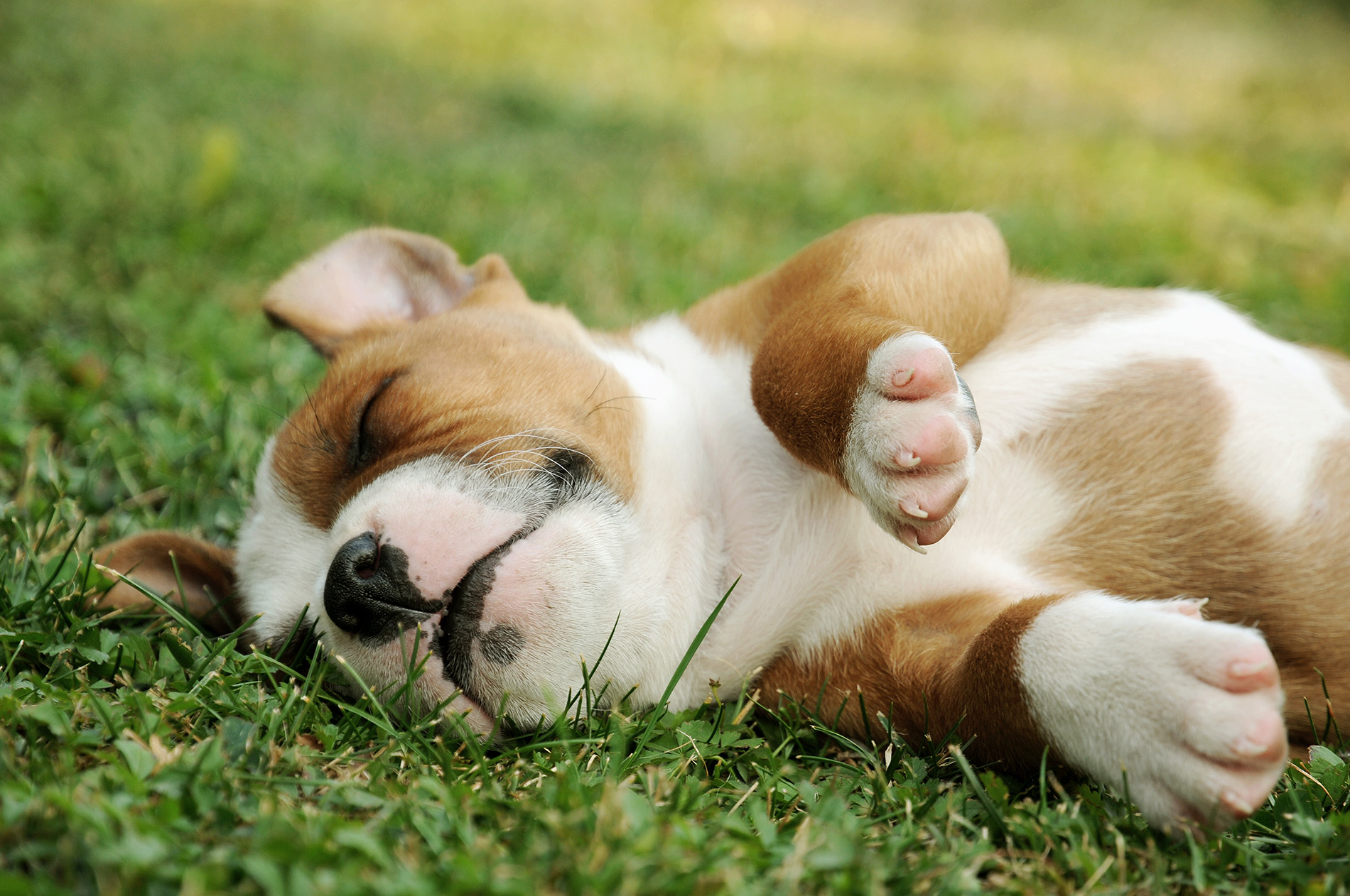 5 things you can do to help cool off your dog in the summer