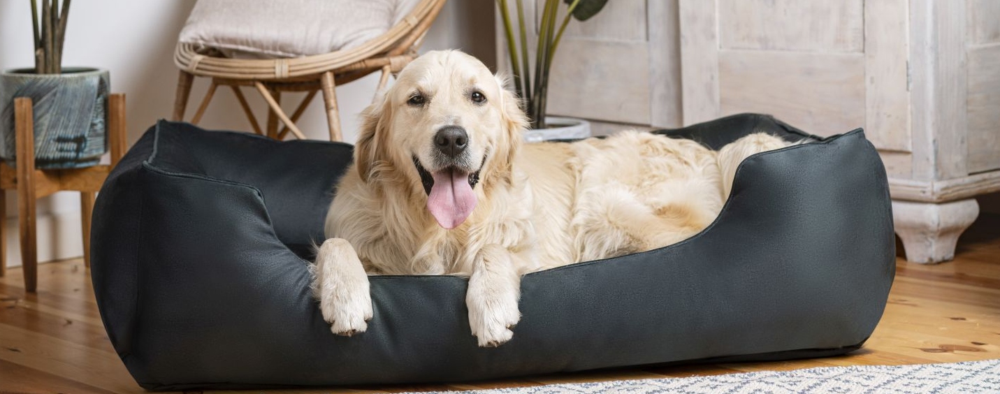 How to keep your dog happy and healthy? 10 things to always remember about