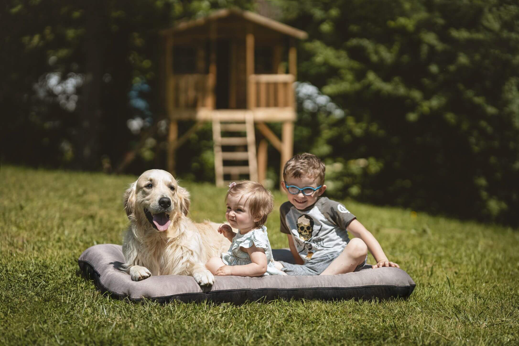 dog beds