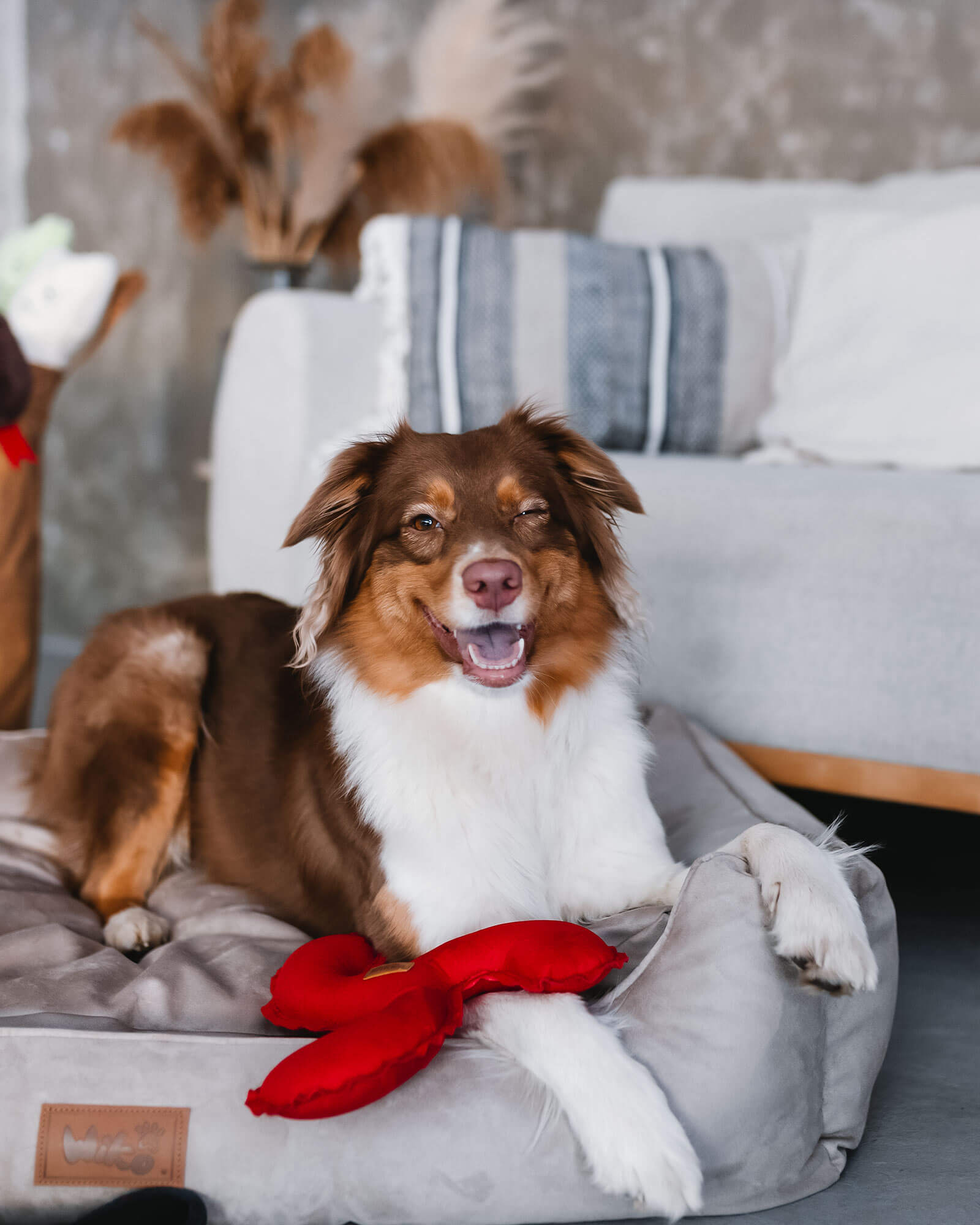 dog beds