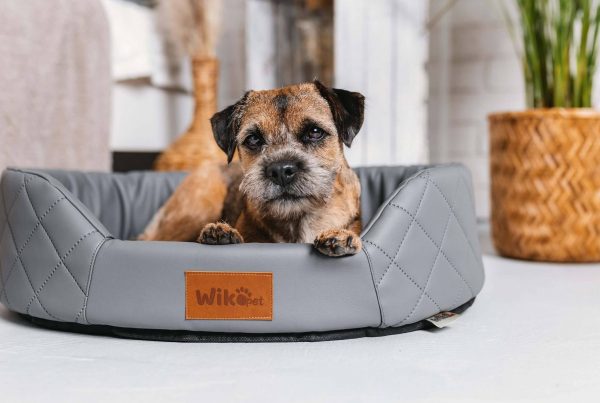 Orthopaedic pet beds. How do they work and when to choose them?