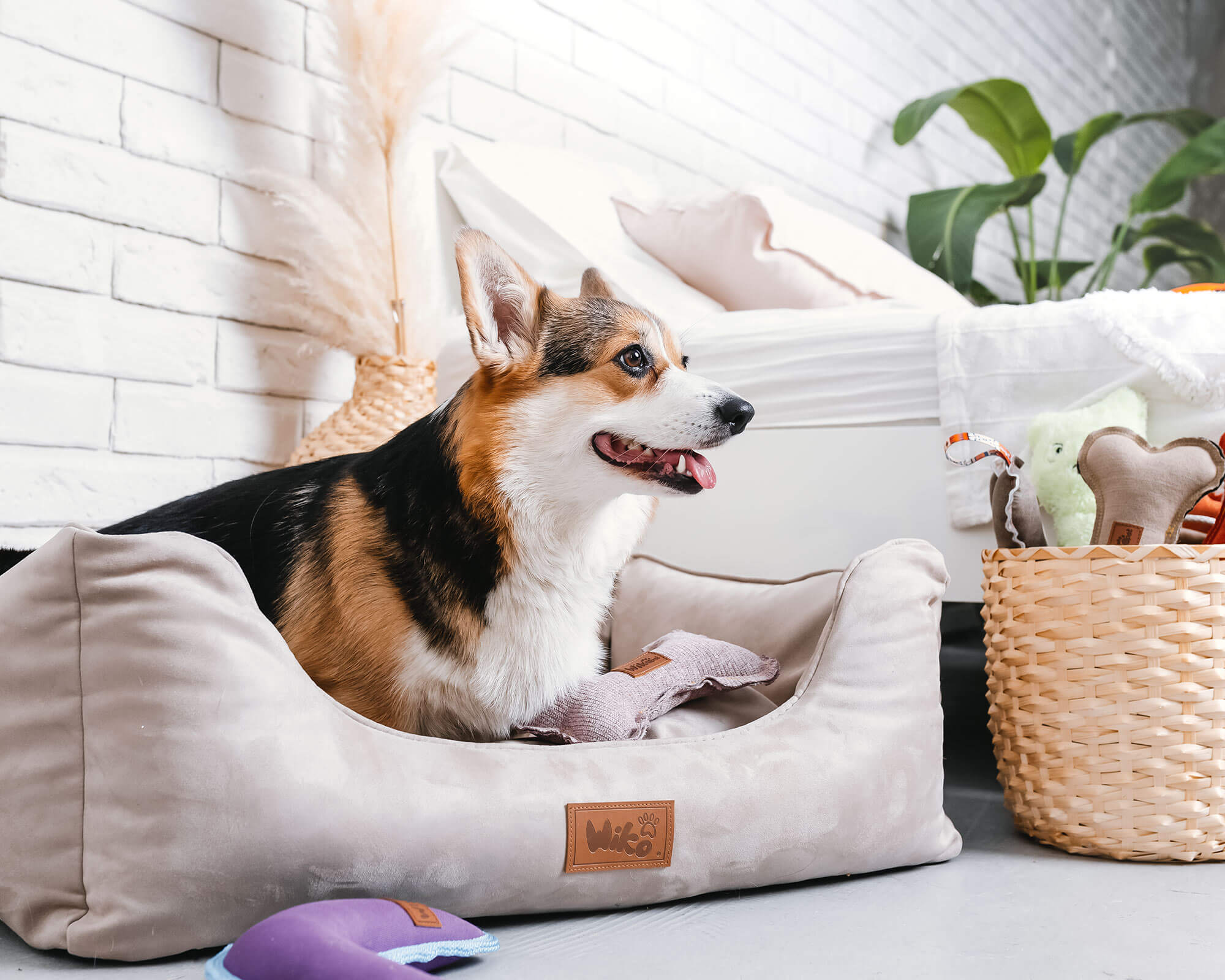Orthopaedic pet beds. How do they work and when to choose them?