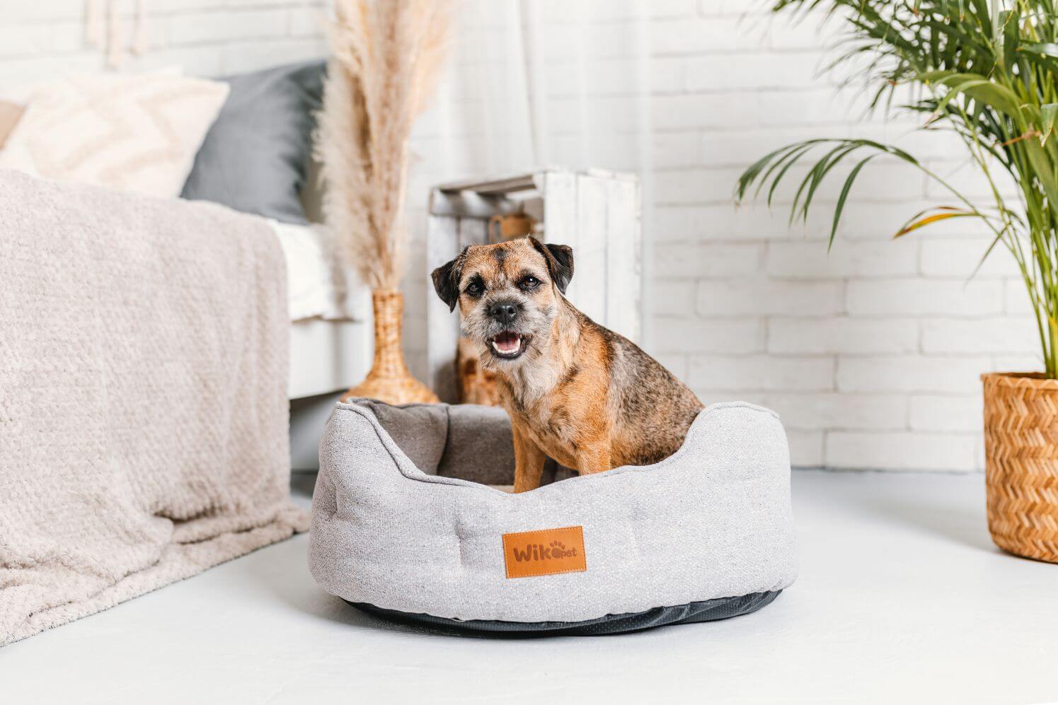 How to teach your dog to sleep in the dog bed? Wikopet The largest