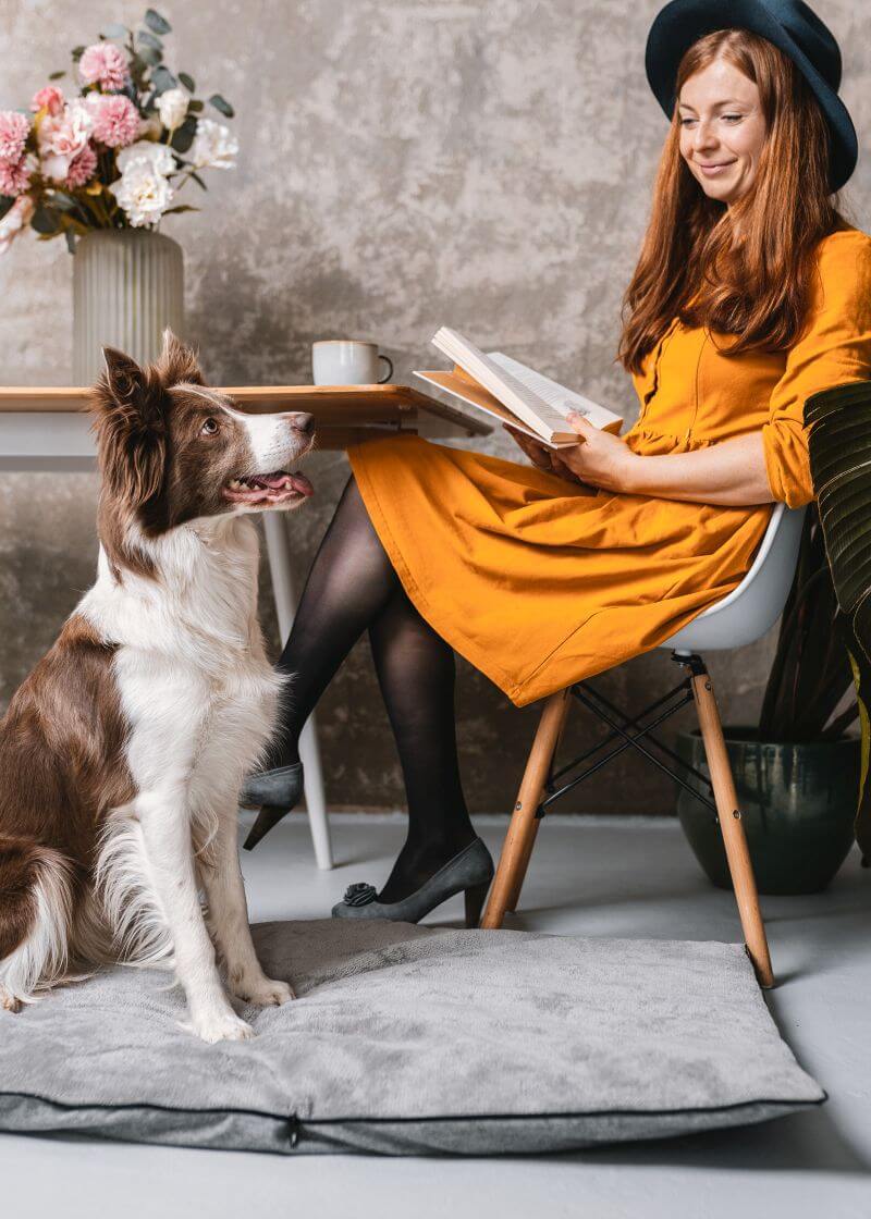 How to teach your dog to sleep in the dog bed?