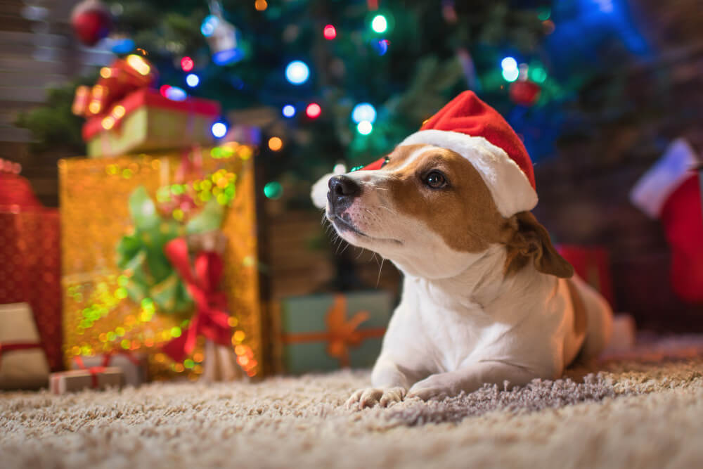 Gift ideas for a dog. Not only for Christmas